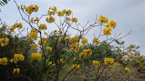 黃鐘花風水|香港賞花好去處2024